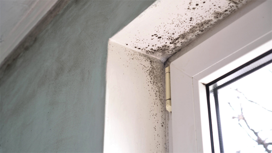 mold inside the window of a home
