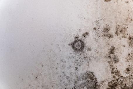 white wall affected by black spots of mold