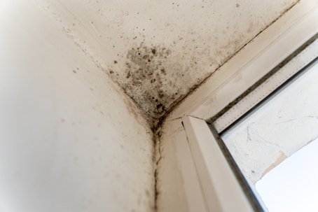 A significant mold infestation.
