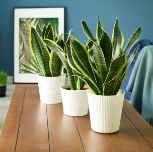 snake plants