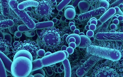 microscope image of bacteria