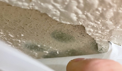 Mold Inspection