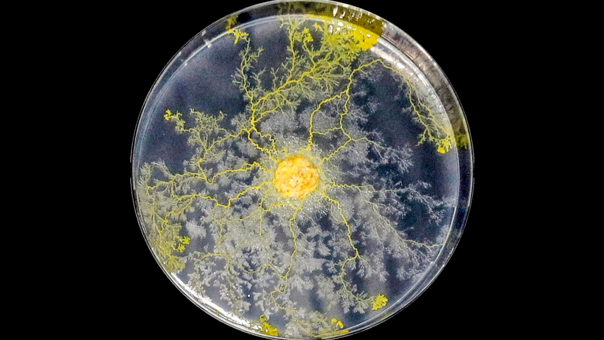Slime Mold Blob Goes to Space Photo