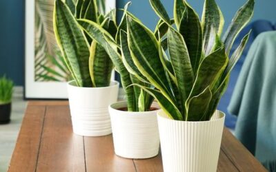 Plants to Improve Your Air Quality