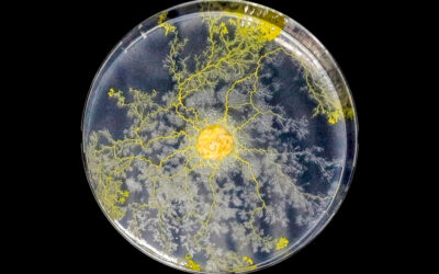 NASA Sends The Blob Slime Mold to Space