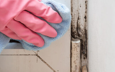 Mildew or Mold: Do the Differences Matter?